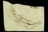 Fossil Leaf (Salix)- Green River Formation, Utah #111430-1